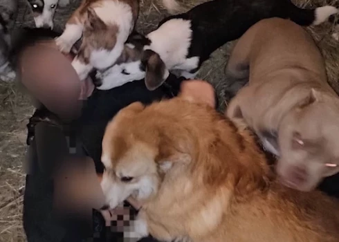 VIDEO: "Suņi ir antisociāli un mēdz sakost saimniekus!" Dzīvnieku aizstāvji atklāj jaunas detaļas par Bauskas novada dzīvnieku audzētavu