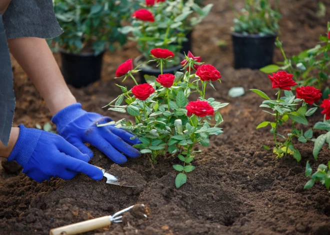 Kā apčubināt rozes pavasarī?