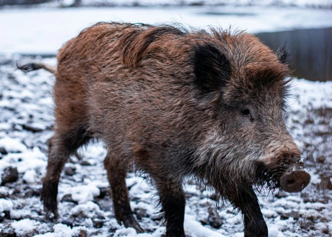 Madonas novadā šogad atrastas vairāk nekā 60 beigtas meža cūkas; par ziņošanu var saņemt atlīdzību