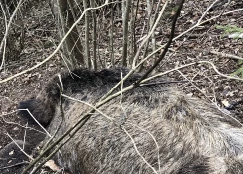 Madonas novadā saņemta informācija par vairāk nekā 60 beigtām mežacūkām.