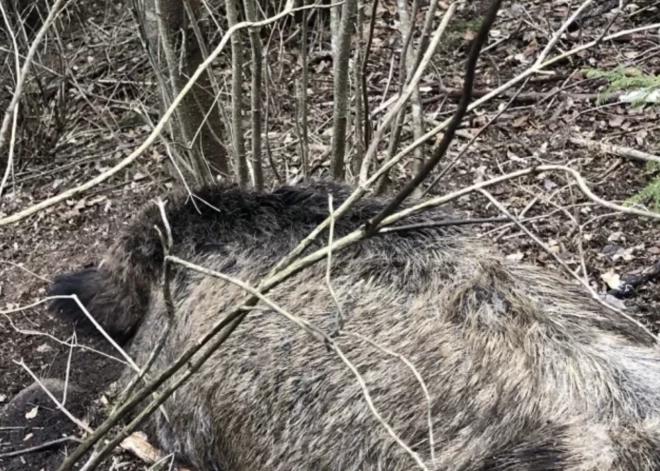 "Vilks, lapsa, āpši, lūsis. Vēl tikai lācis trūkst!" Kas notiek Madonas novada mežos? FOTO