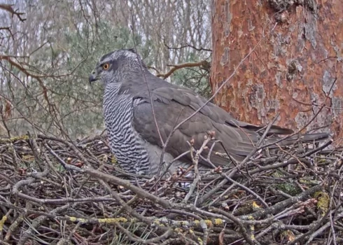 Vēro tiešraidē: Bērnu slimnīcas vanagiem Pērlei un Rio pirmā ola