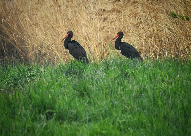 Melno stārķu olās atrasts dzīvsudrabs