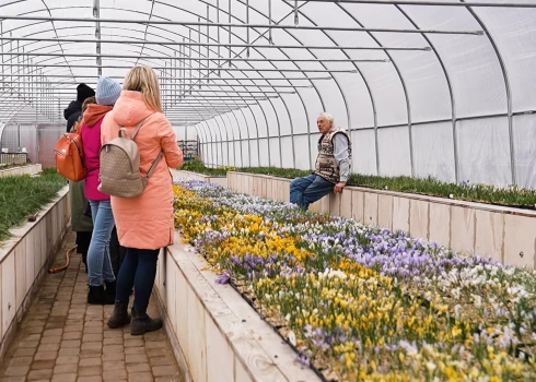 VIDEO: Raiskumā zied pasaulē lielākā savvaļas krokusu kolekcija pasaulē! Ciemos pie Jāņa Rukšāna