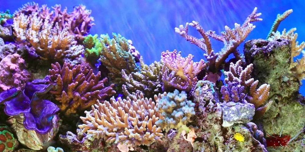 VIDEO: zinātnieki atklājuši veidu, kā dažu gadu laikā atjaunot koraļļu rifus 
