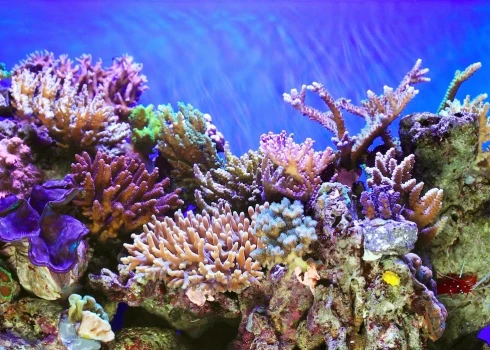 VIDEO: zinātnieki atklājuši veidu, kā dažu gadu laikā atjaunot koraļļu rifus 
