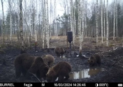 ФОТО: в Латвии проснулись медведи