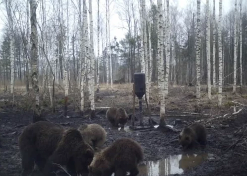 FOTO: Latvijā pamodušies lāči