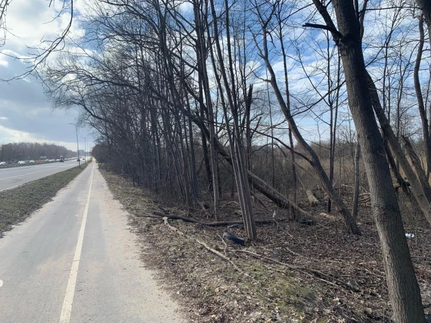 Наклоненное дерево, похоже, может упасть на дорогу, где ходят пешеходы и ездят велосипедисты.