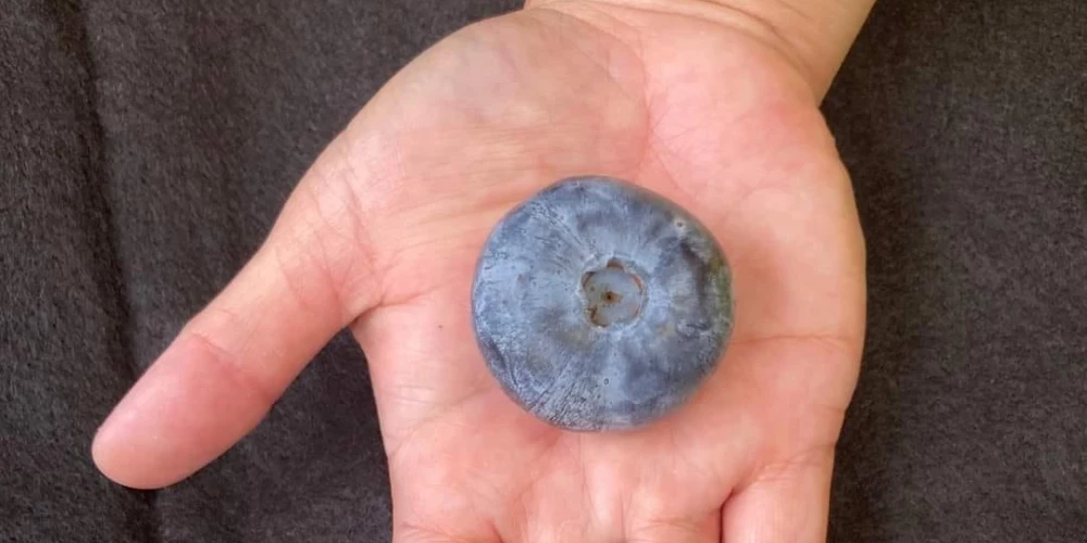 FOTO: Austrālijā izaudzētas mellenes golfa bumbiņas izmērā