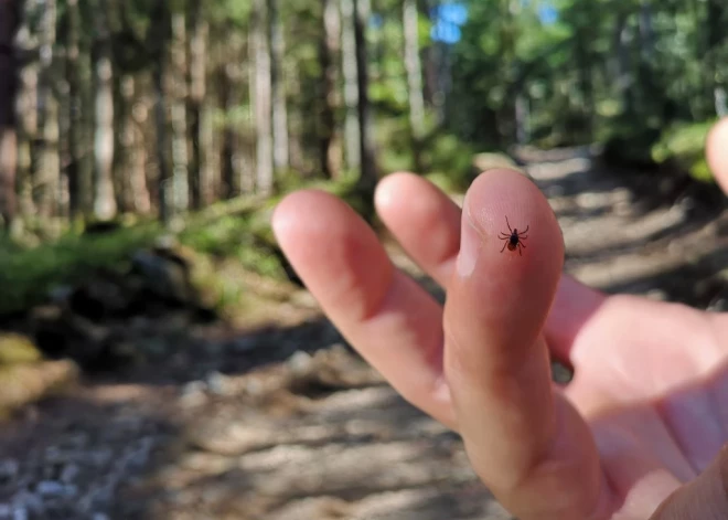 Ērces ir modušās! Eksperti atgādina par vienu svarīgu priekšnoteikumu, izņemot piesūkušos ērci