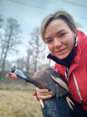 Ceļmalnieku iemītnieces ir arī pērļu vistiņas. “Tās ir ļoti skaļas, aizsargā saimniecību no plēsējiem,” saka Aija. Un dēj tik izturīgas olas, ka Lieldienu kaujās var uzvarēt visus.
