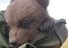 В Эстонии спасли отбившегося от матери медвежонка