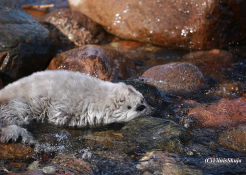 На берег моря в Курземе выбросило необычного тюлененка