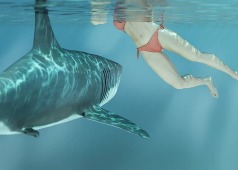 На египетских курортах устанавливают защитные сетки от акул