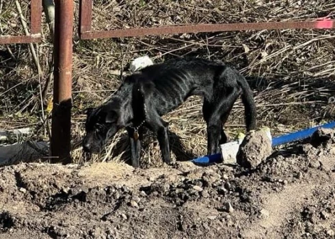 Собака-скелет из Иманты: люди в шоке от человеческой жестокости