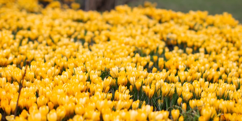 ФОТО: успейте увидеть! В парке Узварас цветут символы весны - крокусы
