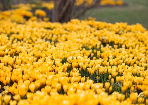ФОТО: успейте увидеть! В парке Узварас цветут символы весны - крокусы