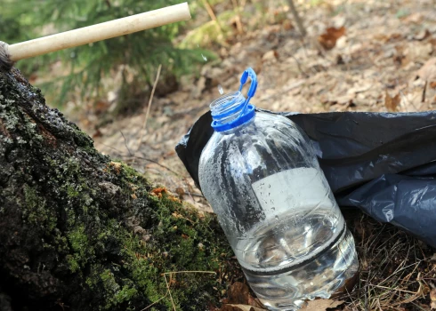 Tiek tecinātas bērzu sulas.