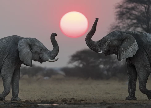 Botsvāna draud uz Vāciju nosūtīt 20 tūkstošus ziloņu