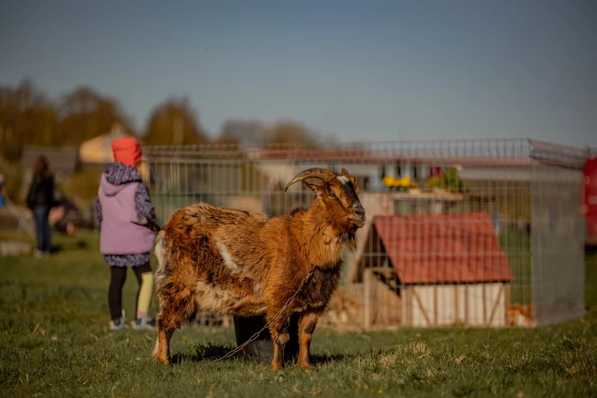 “Vimbu svētki” Bauskā.