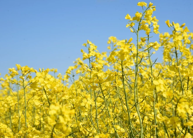 Большая доля посевов в Латвии не перенесла зиму