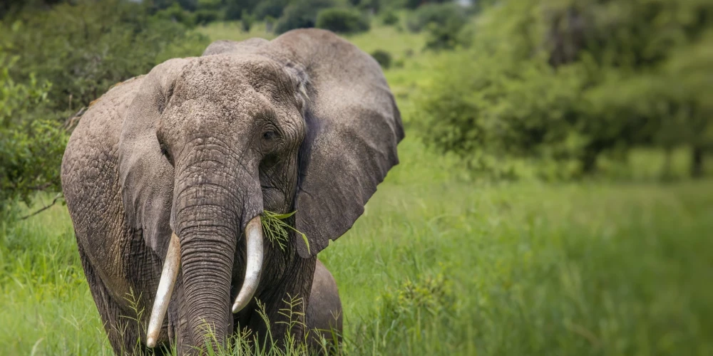 Zambijā zilonis nogalina 80 gadus vecu tūristi no ASV