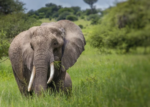 Zambijā zilonis nogalina 80 gadus vecu tūristi no ASV