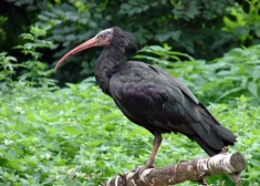 Trešdaļa zoodārza iemītnieku maina nosaukumu