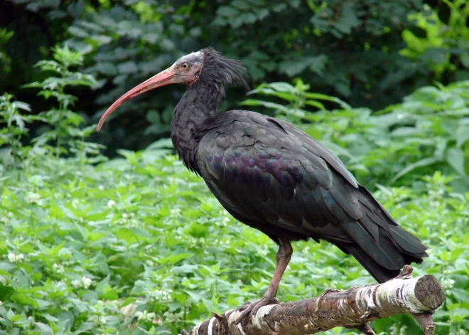 Trešdaļa zoodārza iemītnieku maina nosaukumu