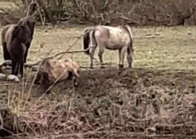 ВИДЕО: в Елгаве спасли лошадь, которая соскользнула с крутого берега в воду