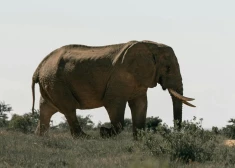 Kafue nacionālais parks ir lielākais nacionālais parks Zambijā, kura platība ir aptuveni 22 400 kvadrātkilometri.