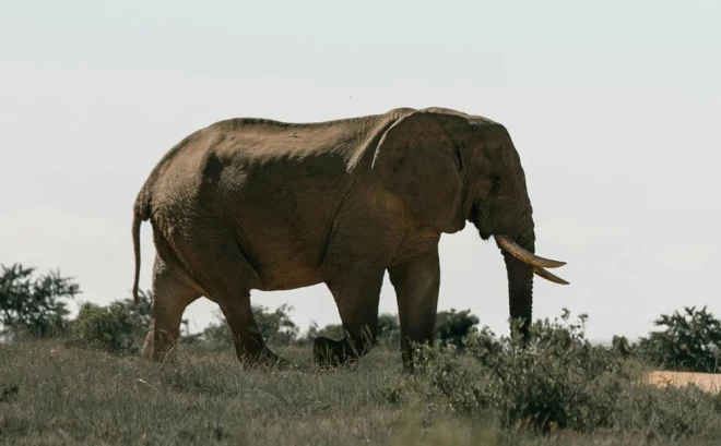 Kafue nacionālais parks ir lielākais nacionālais parks Zambijā, kura platība ir aptuveni 22 400 kvadrātkilometri.