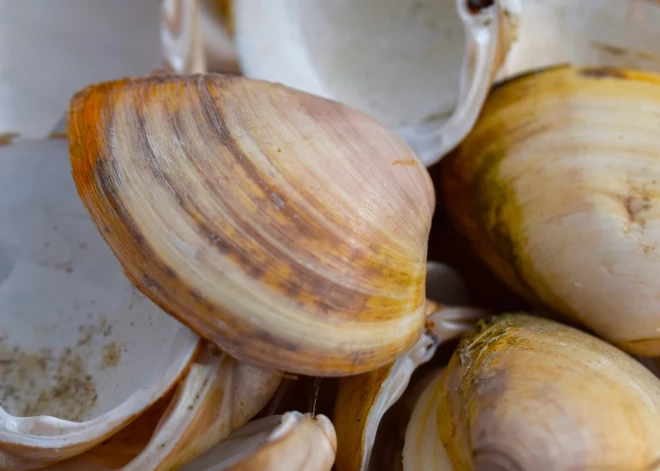 Rīgas līcī konstatē lielu apjomu invazīvo Atlantijas maktrgliemeņu