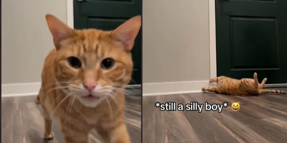 А что делает ваш кот, когда вы уходите из дома? Видео со скучающим рыжиком набрало 30 млн просмотров