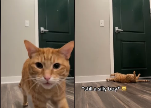 А что делает ваш кот, когда вы уходите из дома? Видео со скучающим рыжиком набрало 30 млн просмотров