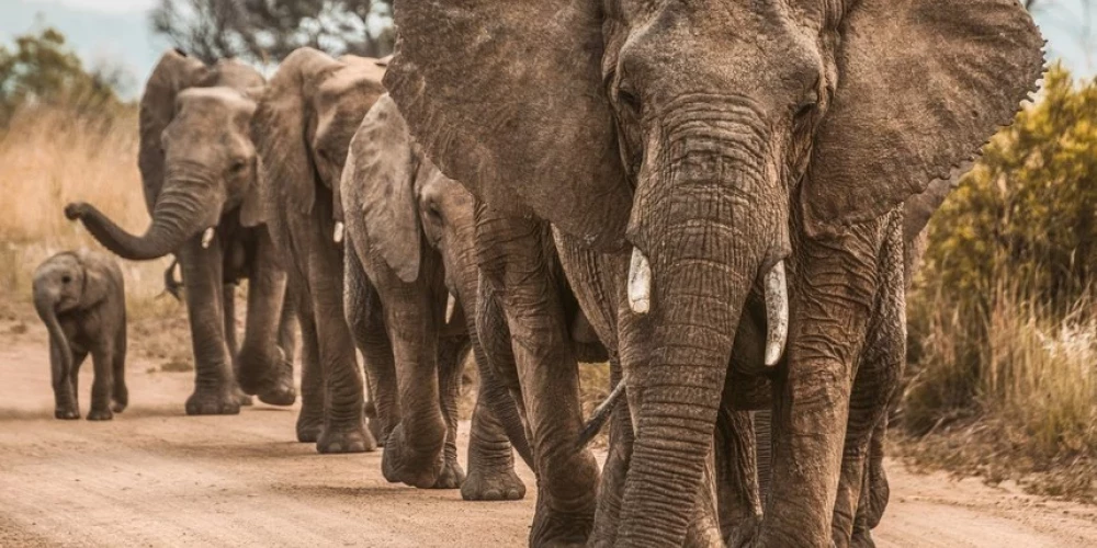 Ботсвана угрожает Германии своими слонами