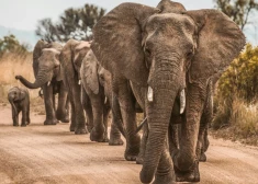 Ботсвана угрожает Германии своими слонами