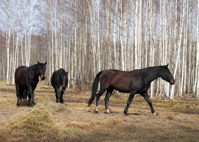 Svētdien Latvijā būs pavasarīgāki laika apstākļi