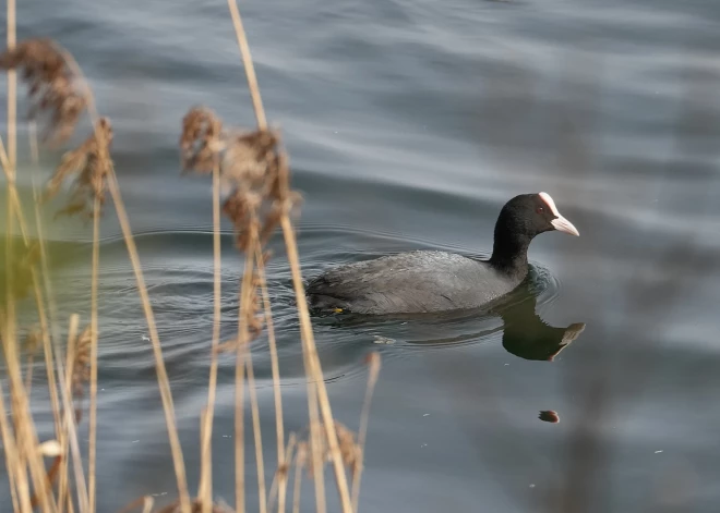 Rīta agrumā vietām saglabājas līdz +12 grādiem silts laiks