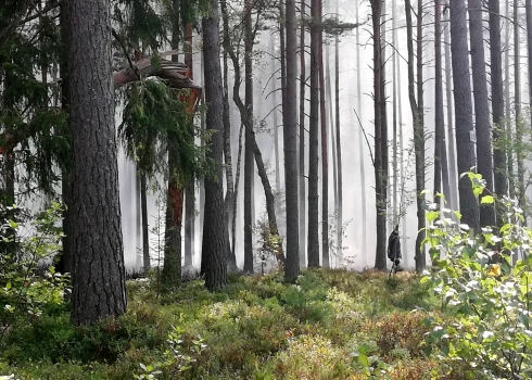 Конституционный суд Латвии впервые рассматривает вопрос, связанный с пользованием лесами
