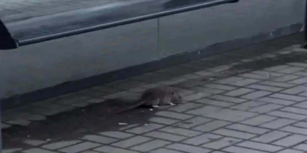 "Как противно": крысы проснулись и вновь шокируют людей в центре Риги