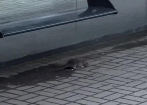 "Как противно": крысы проснулись и вновь шокируют людей в центре Риги