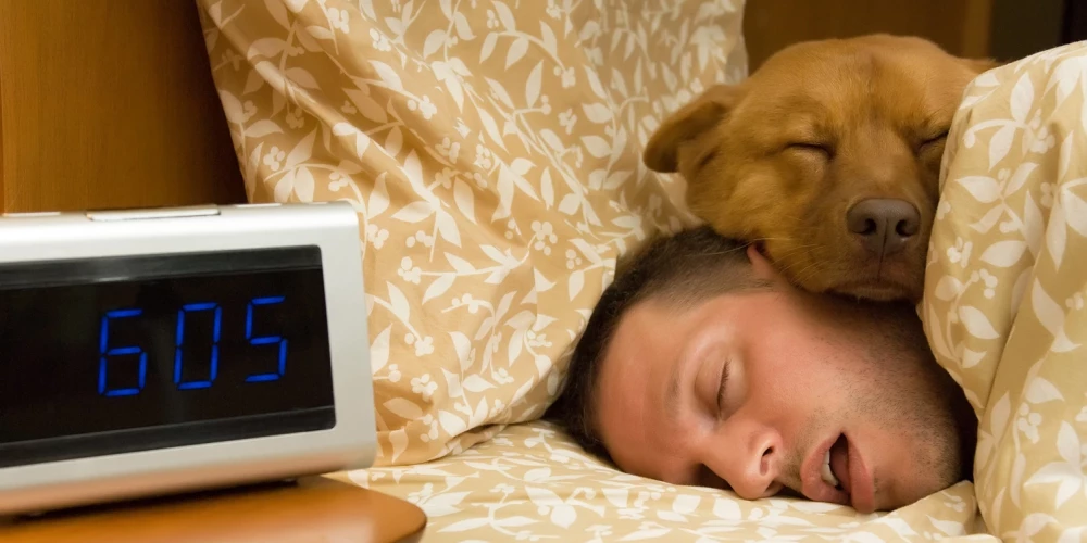 Стоит ли спать в одной постели с собакой или кошкой? Все неоднозначно!