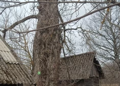 FOTO: Latvijā atrod īpaši aizsargājamu koku