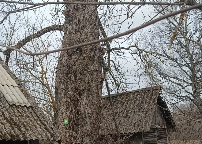 FOTO: Latvijā atrod īpaši aizsargājamu koku