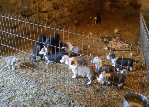 VIDEO: no Bauskas novada audzētavas izņemtos suņus iztirgos par 4 eiro gabalā