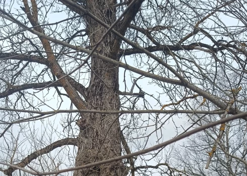ФОТО: в Латвии обнаружено особо охраняемое дерево