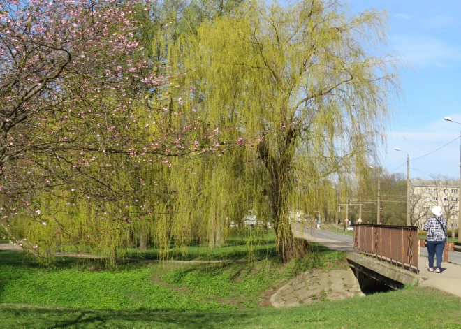 В парке Узварас в апреле начала цвести сакура.
