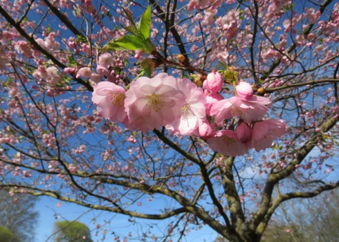 ФОТО: Не пропустите! В парке Узварас начала цвести сакура